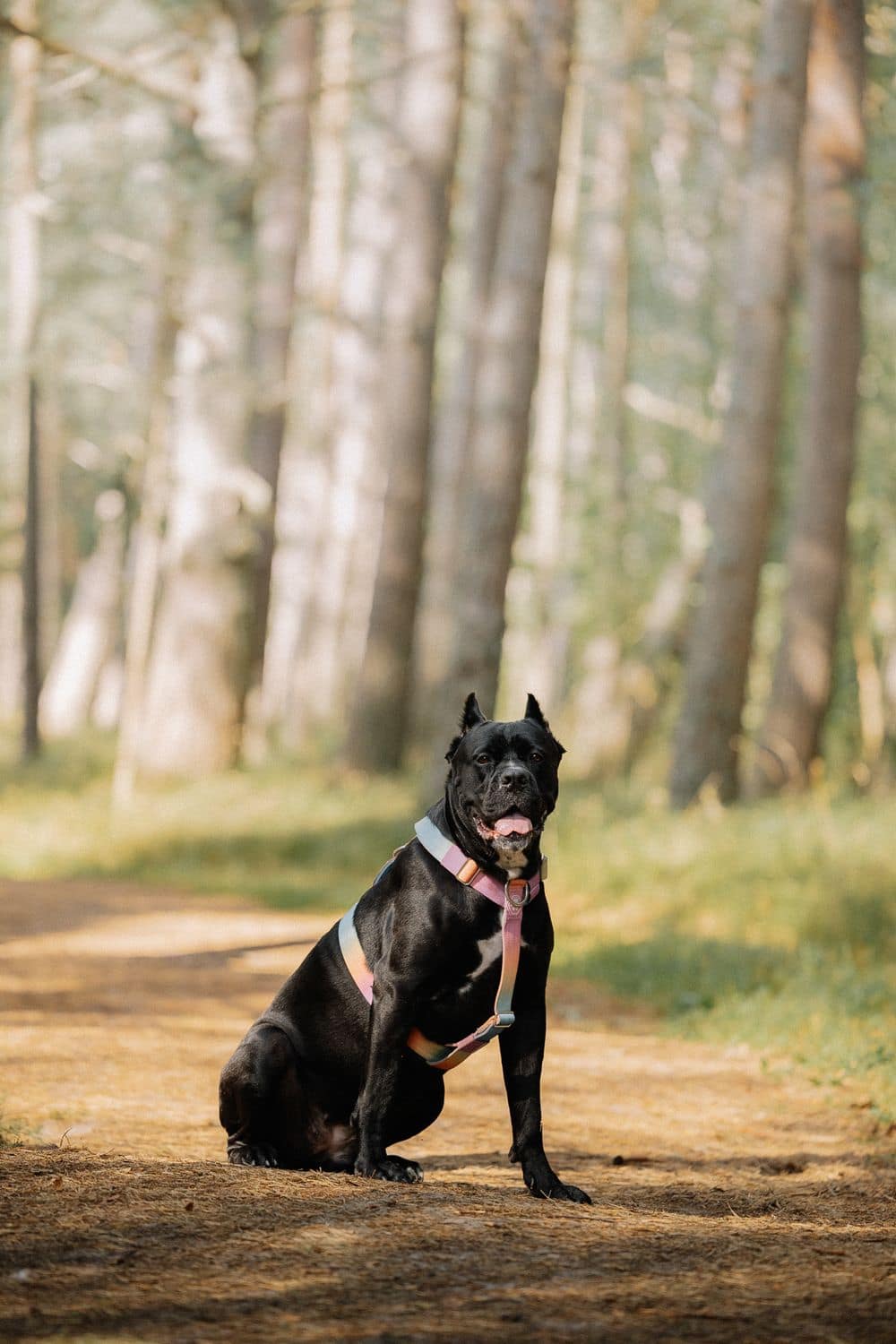 A black Cane Corso sitting calmly on a forest trail
