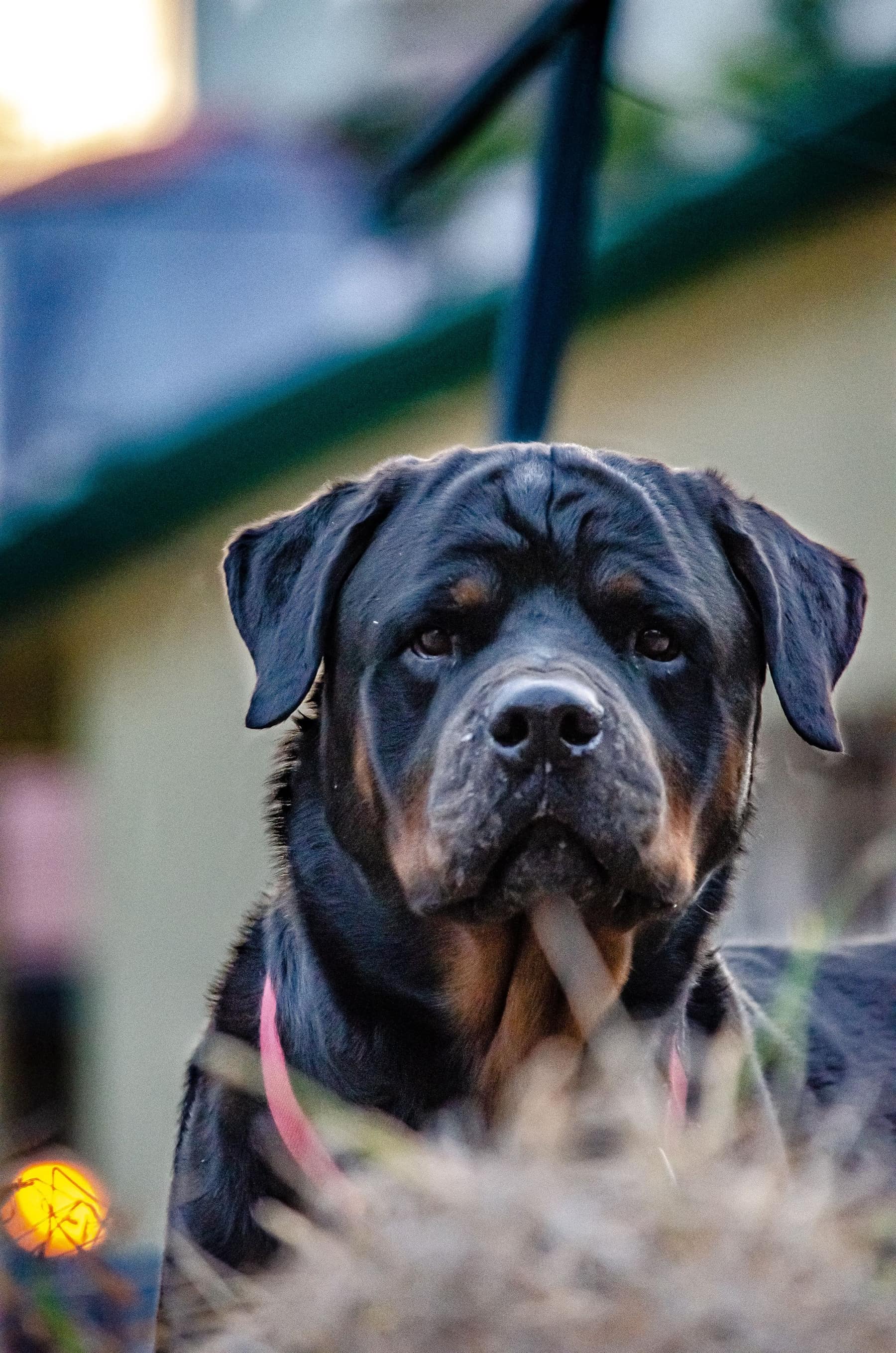 A powerful, composed Rottweiler looking directly at the camera at dusk
